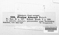 Cyathicula amenti image